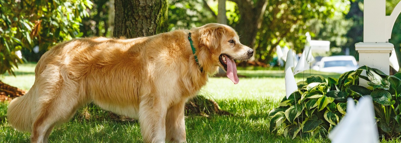 DogWatch of Southeastern Ontario, Battersea, Ontario | Outdoor Hidden Dog Fences Slider Image