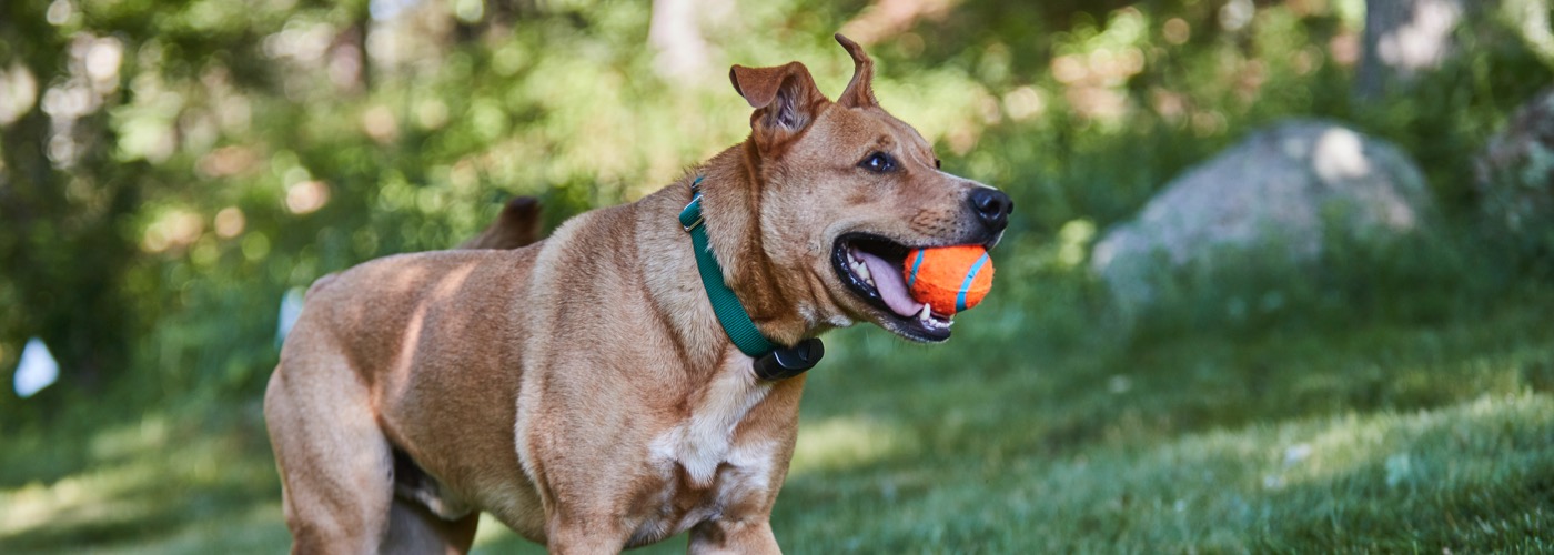 DogWatch of Southeastern Ontario, Battersea, Ontario | ProFenceX Slider Image